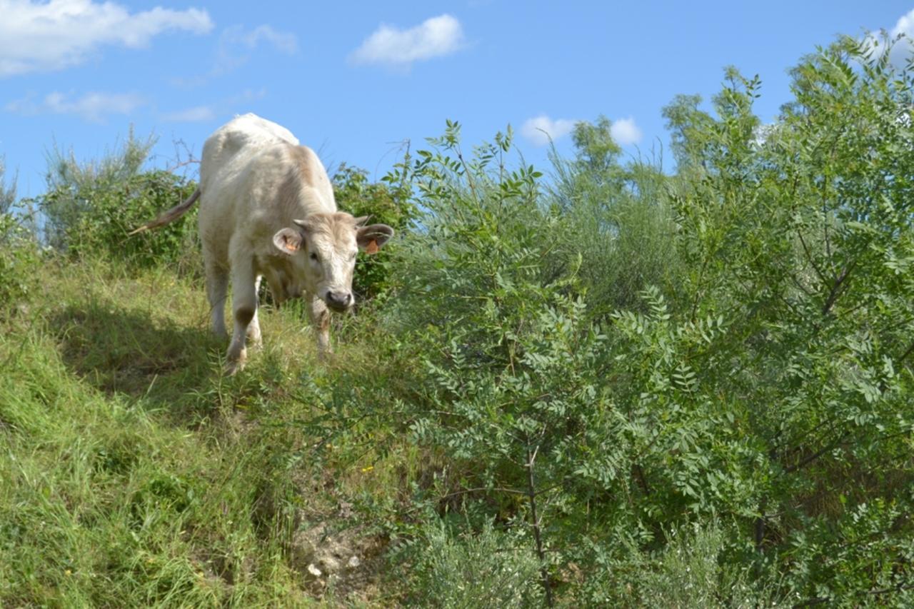 Hostal Rural Luna Y Hostal Rural Lunaposada กันเดเลดา ภายนอก รูปภาพ
